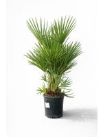 Chameorops Humilis 80cm